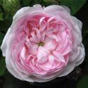 Small Maiden's Blush