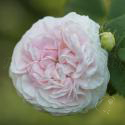 Felicite Parmentier