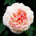 A Shropshire Lad