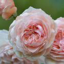 919_a_shropshire_lad_2_125.jpg