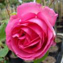 Sir Paul Smith