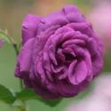 Parfum de Reve