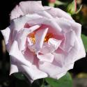 La Rose du Petit Prince