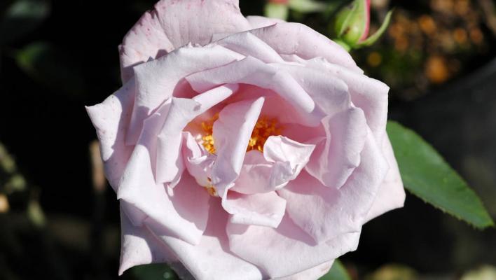 935_la_rose_du_petit_prince_1_708.jpg