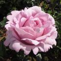 935_la_rose_du_petit_prince_2_125.jpg