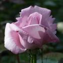 935_la_rose_du_petit_prince_3_125.jpg