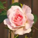 Morden Blush