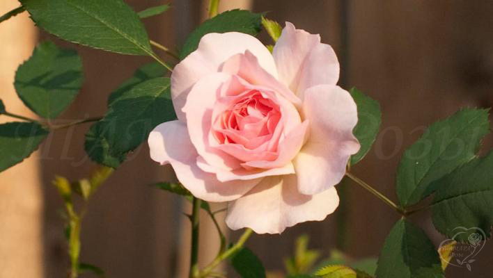 937_morden_blush_1_708.jpg