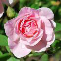 937_morden_blush_2_125.jpg