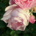 937_morden_blush_3_125.jpg