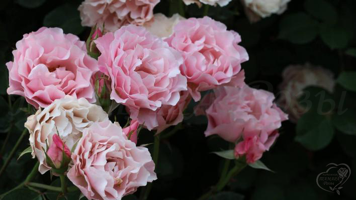 939_porcelaine_dorient_1_708.jpg