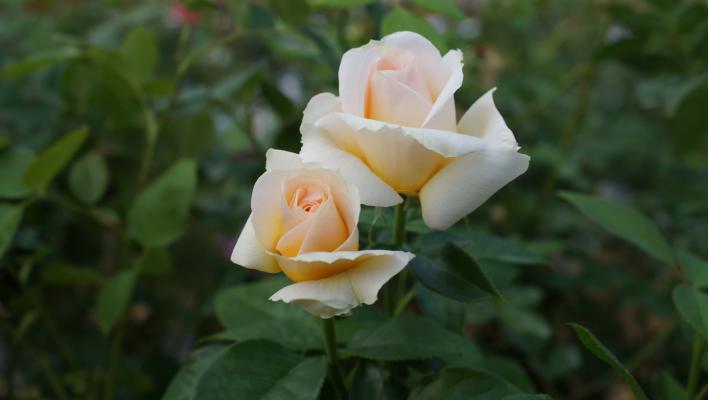 940_telethon_1_708.jpg