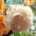 942_treasure_trove_2_125.jpg