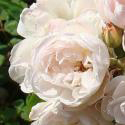 942_treasure_trove_3_125.jpg