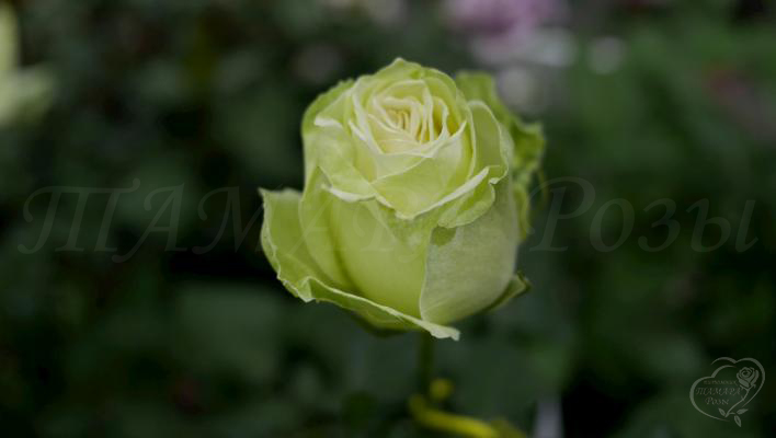943_wakana_1_708.jpg