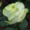 943_wakana_2_125.jpg