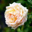 E. Veyrat Hermanos