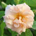 Dr.Hermann Schulze-Delitzsch Rose