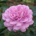 953_blue_boy_2_125.jpg