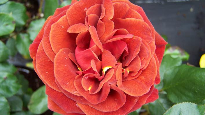 955_brown_velvet_1_708.jpg