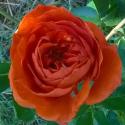 955_brown_velvet_3_125.jpg