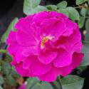 Adam's Rose