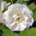 Alba Suaveolens