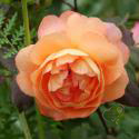 95_lady_emma_hamilton_2_125.jpg