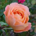95_lady_emma_hamilton_3_125.jpg