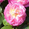 Morning Blush