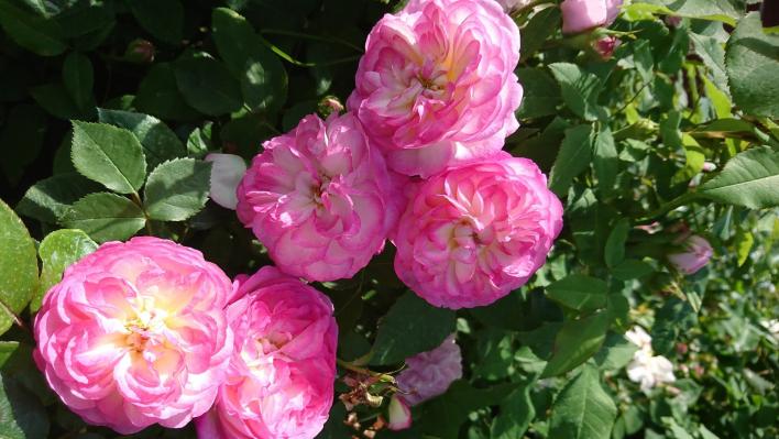 964_morning_blush_1_708.jpg