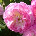 964_morning_blush_2_125.jpg