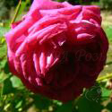 Crimson Blush