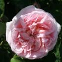 Royal Blush