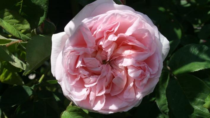 968_royal_blush_1_708.jpg