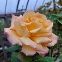 976_sheilas_perfume_2125.jpg