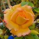976_sheilas_perfume_3125.jpg