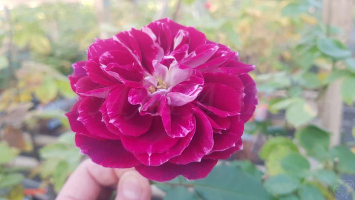 978_sparkling_burgundy_1708.jpg