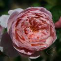 The Alnwick Rose (Алнвик Роз)
