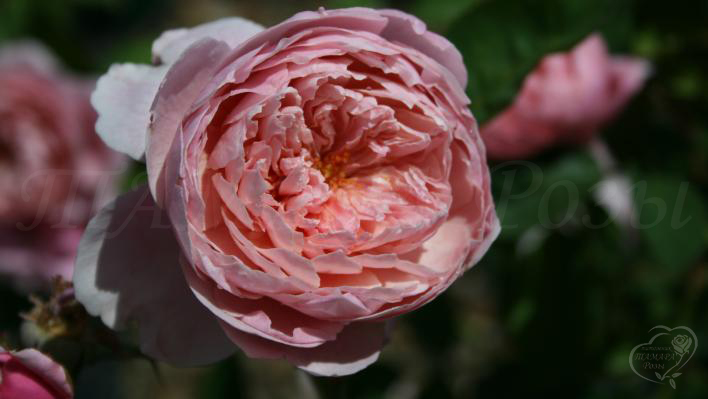 97_the_alnwick_rose_1_708.jpg