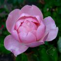 97_the_alnwick_rose_2_125.jpg
