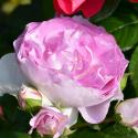 980_saphir_2_125.jpg
