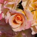 981_landlust_3_125.jpg