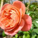 986_queen_of_hearts_27081.jpg