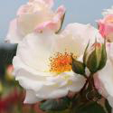 Eisprinzessin