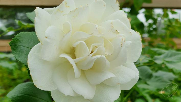 989_martin_luther_rose__1_708.jpg