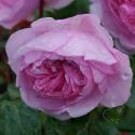 996_olivia_rose_austin_2_125.jpg