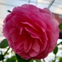 Vicomtesse de Curel