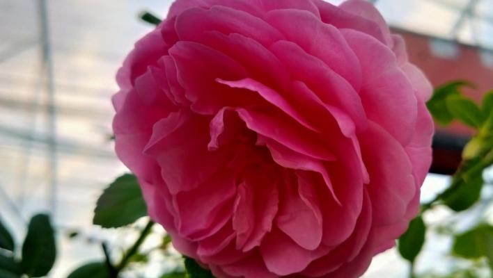 997_vicomtesse_de_curel_1_708.jpg