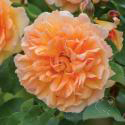 Dame Judi Dench